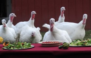 turkeygiving